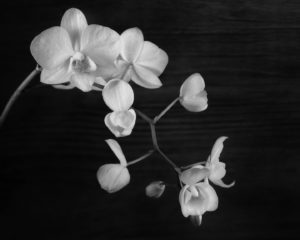Black & White Photograph Of Orchid Flowers